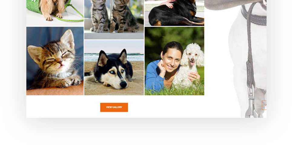 приют для животных отзывчивая тема wordpress