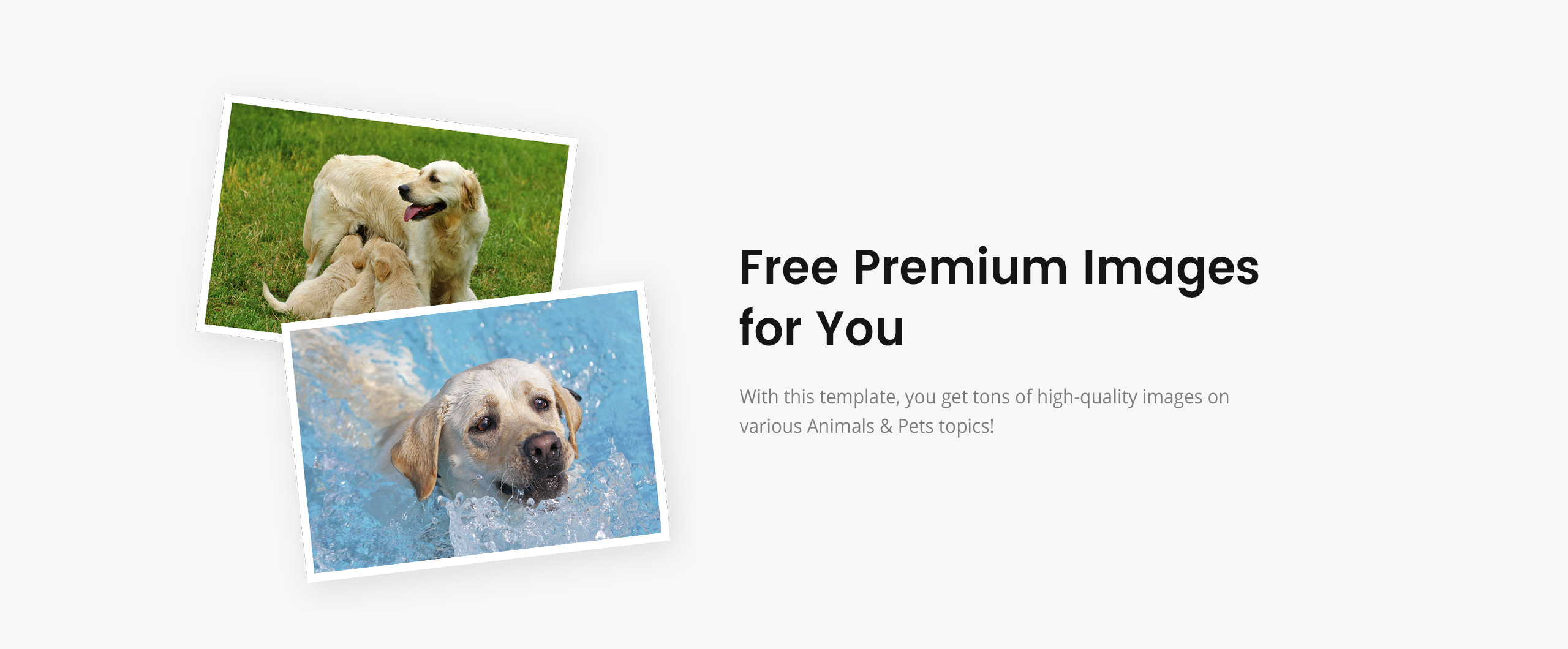 dog templates адаптивный современный html шаблон сайта