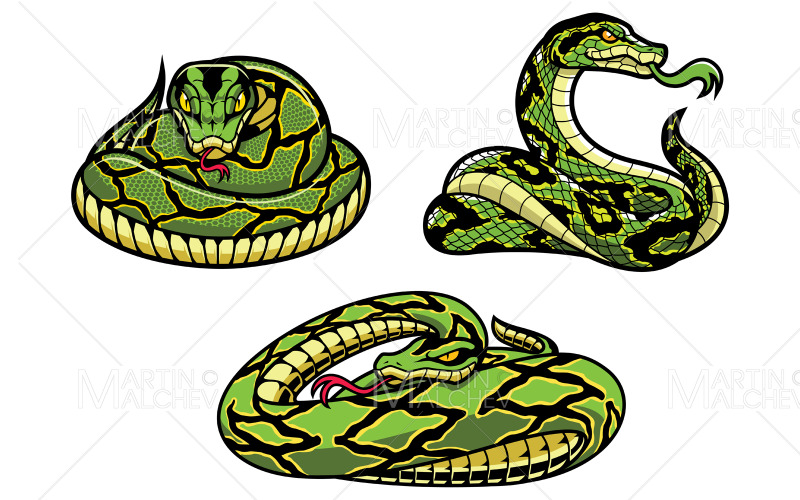 Download Иллюстрация "Snakes On White" / Snakes On White - Иллюстрация на тему графика snake,attack,ready,venom,curled,viper,predator,reptile,dangerous,deadly,venomous,green,black,danger,poisonous,tracery,red,tongue,serpent,angry